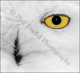 Snowy Owl 0441