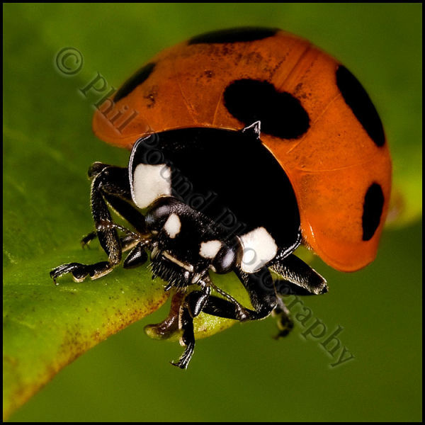 Ladybird 6394