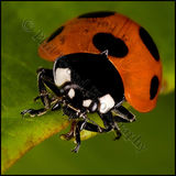Ladybird 6394
