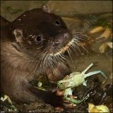 Otter 0310