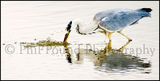 Heron 8525