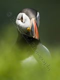 Puffin 9552