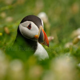 Puffin 5133