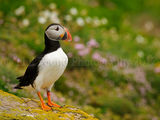 Puffin 5816