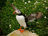 Puffin 6164