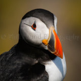 Puffin 6485