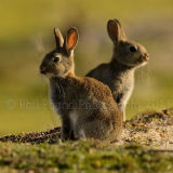 Rabbit 1411