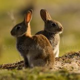 Rabbit 1419