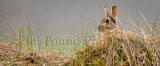 Rabbit 3141