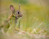 Rabbit 3344