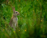 Rabbit 4256