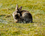 Rabbit 4835