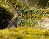 Rabbit 5130