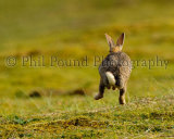 Rabbit 5415