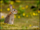 Rabbit 5526