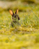 Rabbit 5630