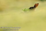 Rabbit 5715