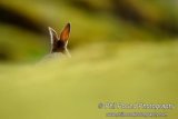 Rabbit 5790