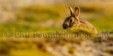 Rabbit 5794