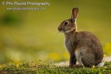 Rabbit 5830