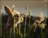 Rabbit 7009