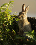 Rabbit 7030