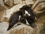 Razorbills 4955
