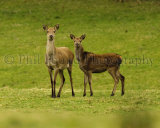 Red Deer 2785