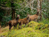Red Deer 8220