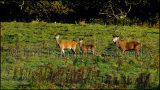 Red Deer 9098