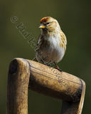 Red Poll 7317