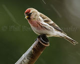 Red Poll 7883