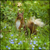 Red Sqirrel 2808