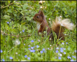 Red Squirrel 2817