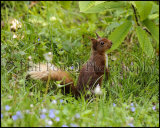 Red Squirrel 2825