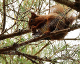 Red Squirrel 9909