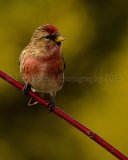 Redpoll 0661