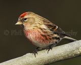 Redpoll 1532