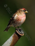 Redpoll 7950