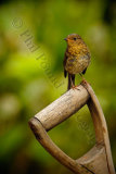 Robin 1042