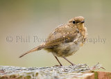 Robin (juvenille) 1189