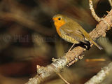 Robin 2840