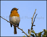 Robin 3178