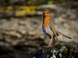 Robin 3243
