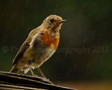 Robin 4030