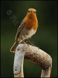 Robin 4337