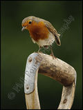 Robin 4379