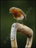 Robin 4379