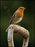 Robin 4410