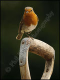Robin 4470